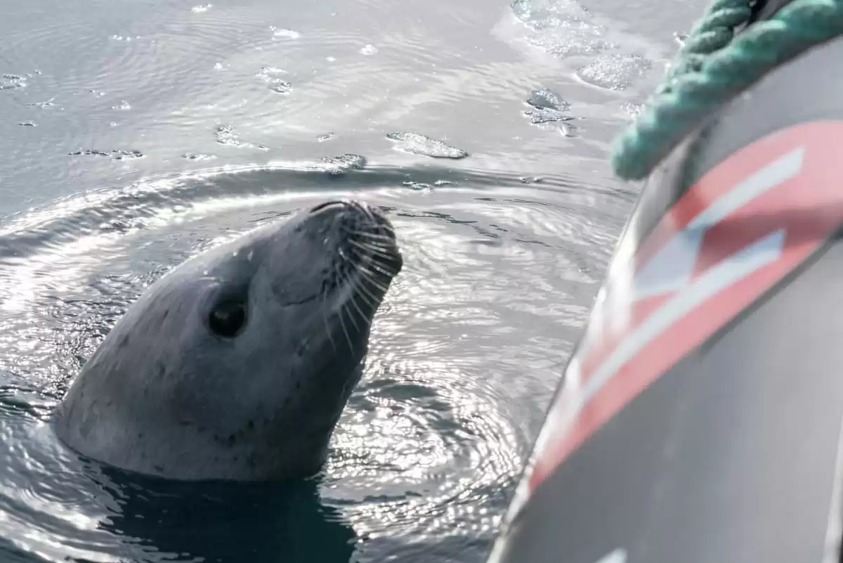 le MS Spitsbergen :  cabine 12