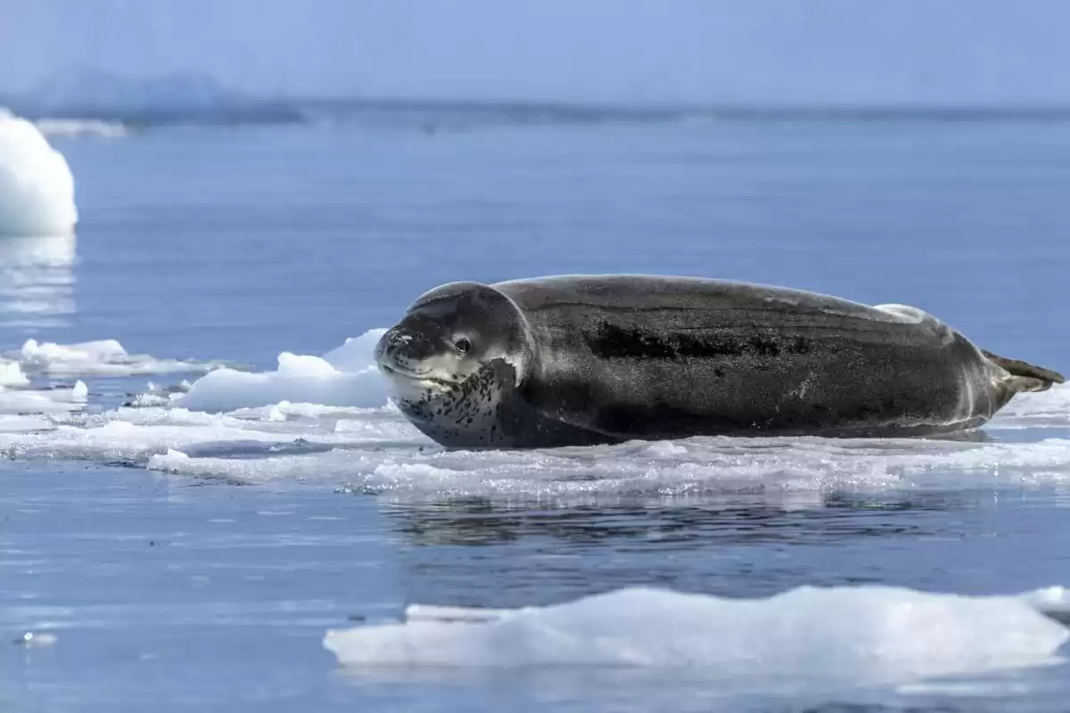 le MS Spitsbergen :  cabine 30