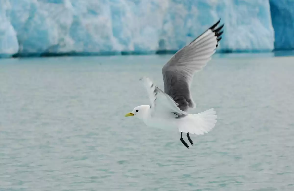 le Silver cloud Expedition :  cabine 6
