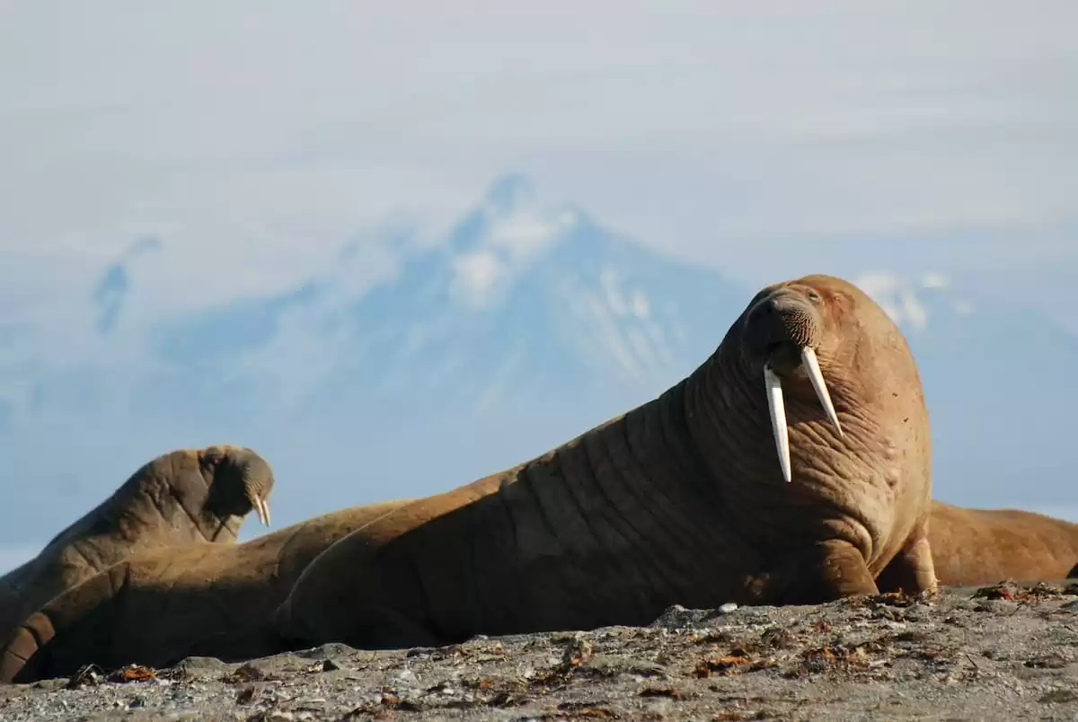 le Silver cloud Expedition :  cabine 7