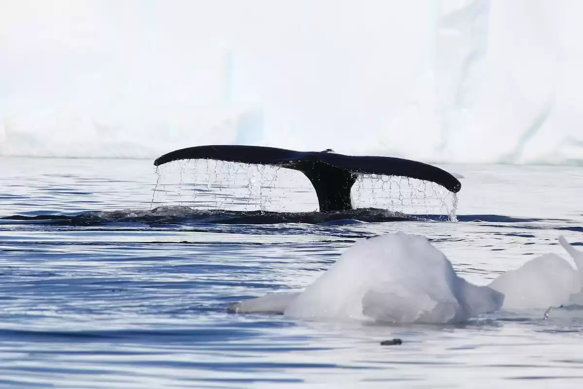 le Silver cloud Expedition :  cabine 11