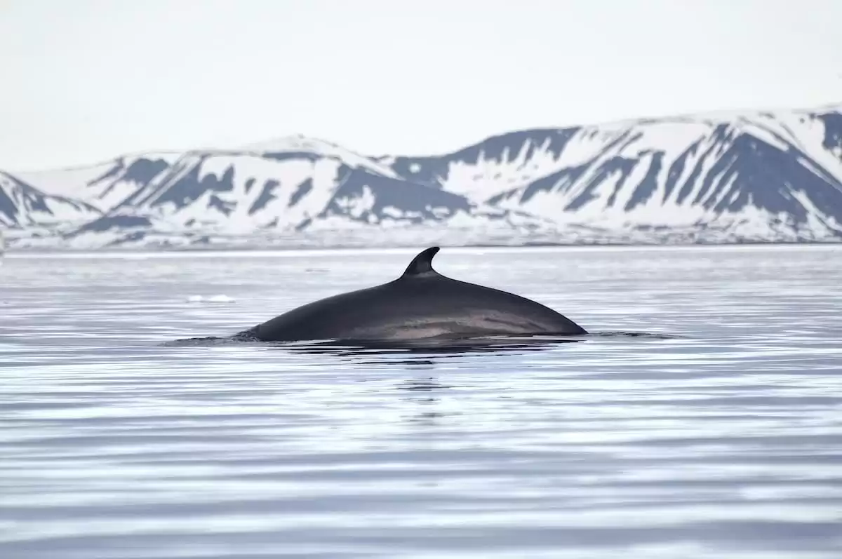 le Silver cloud Expedition :  cabine 20