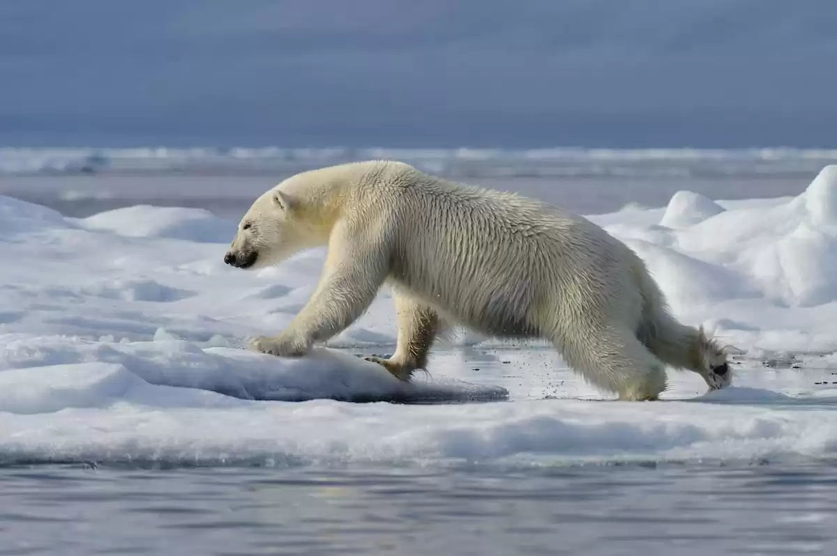 le Silver cloud Expedition :  cabine 24