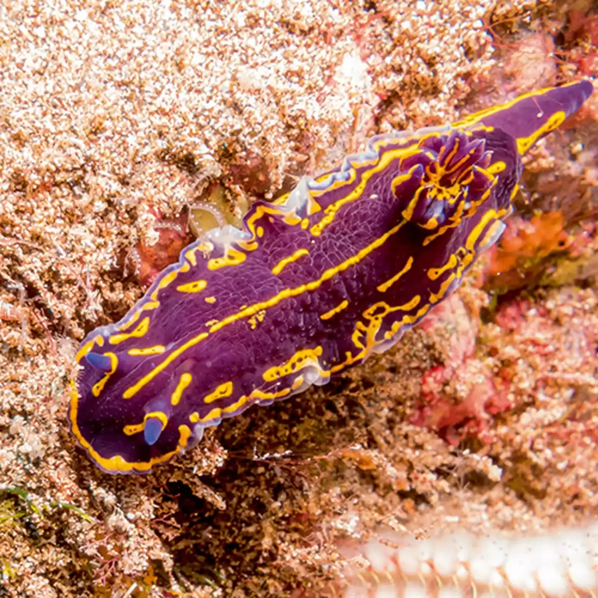 le La Belle des Océans :  cabine 28