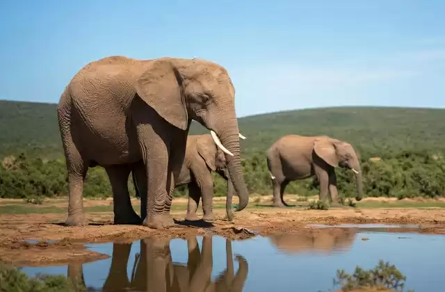 À Addo Elephant Park