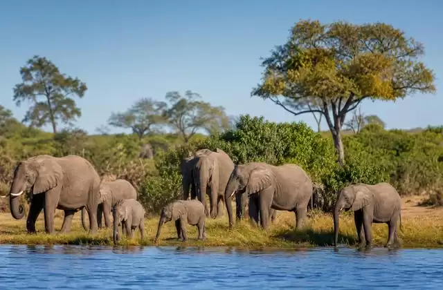 Parc national de Chobe