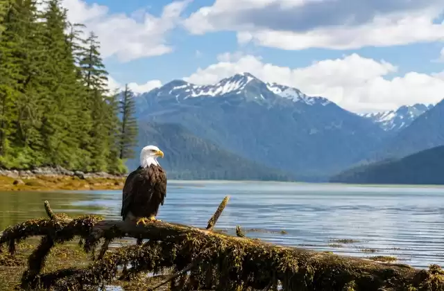 Haines