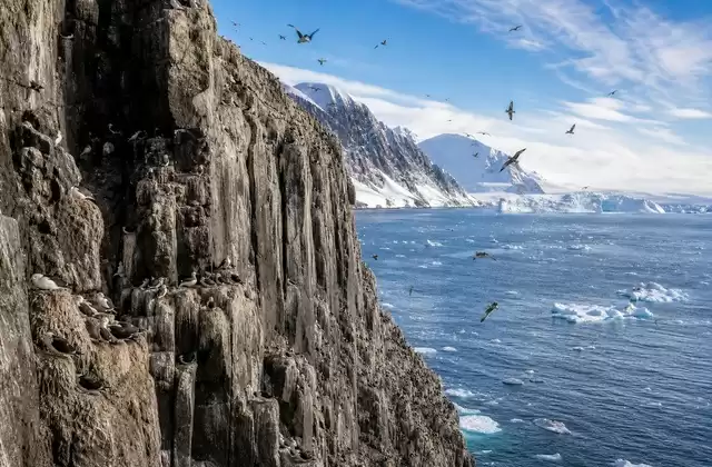 Les falaises aux oiseaux d'Alkefjellet
