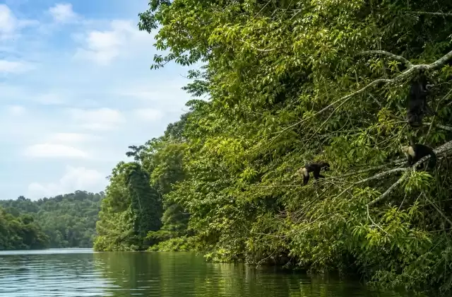 Lac Gatún