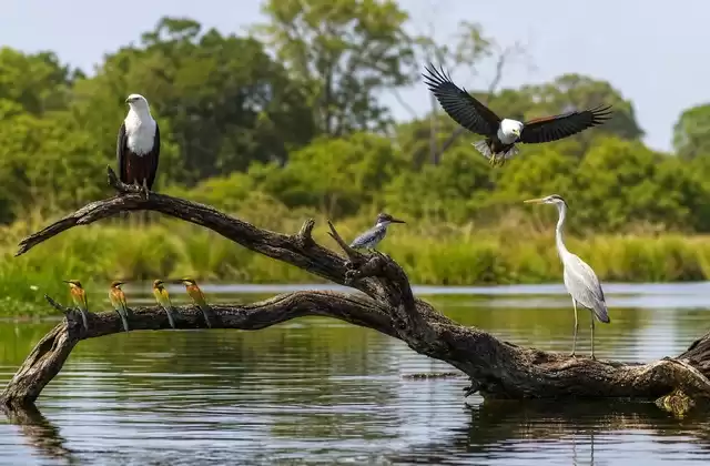 Observation des oiseaux