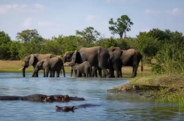 Safari en bateau sur la rivière Chobé