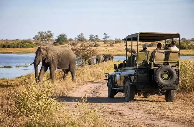 Safari terrestre à Chobe