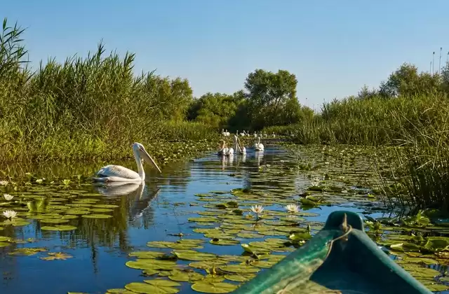 Le Delta du Danube en petite embarcation