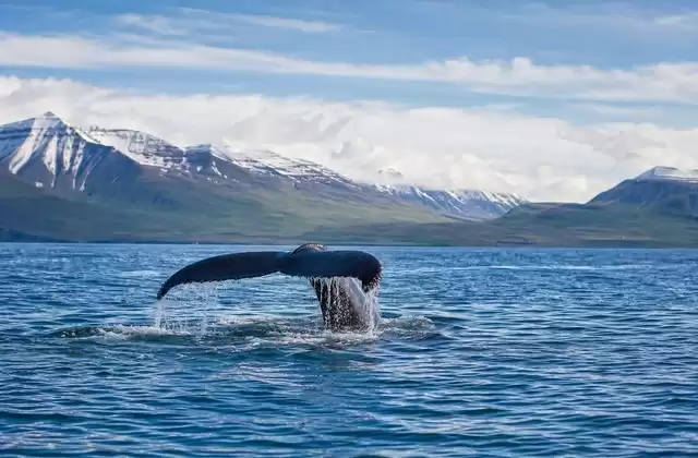 Safari baleines dans l’Eyjafjörður