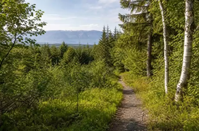 Randonnée dans la forêt de Kjarnaskógur